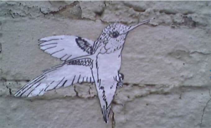 Bangor Maine Pigeon Drawing