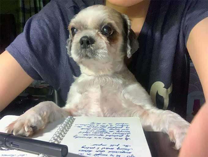 Dog Sat at Desk With Pen