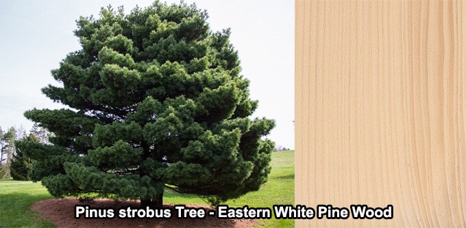 Pinus strobus Tree Eastern White Pine Wood