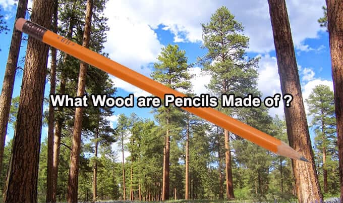 What Wood are Pencils Made of